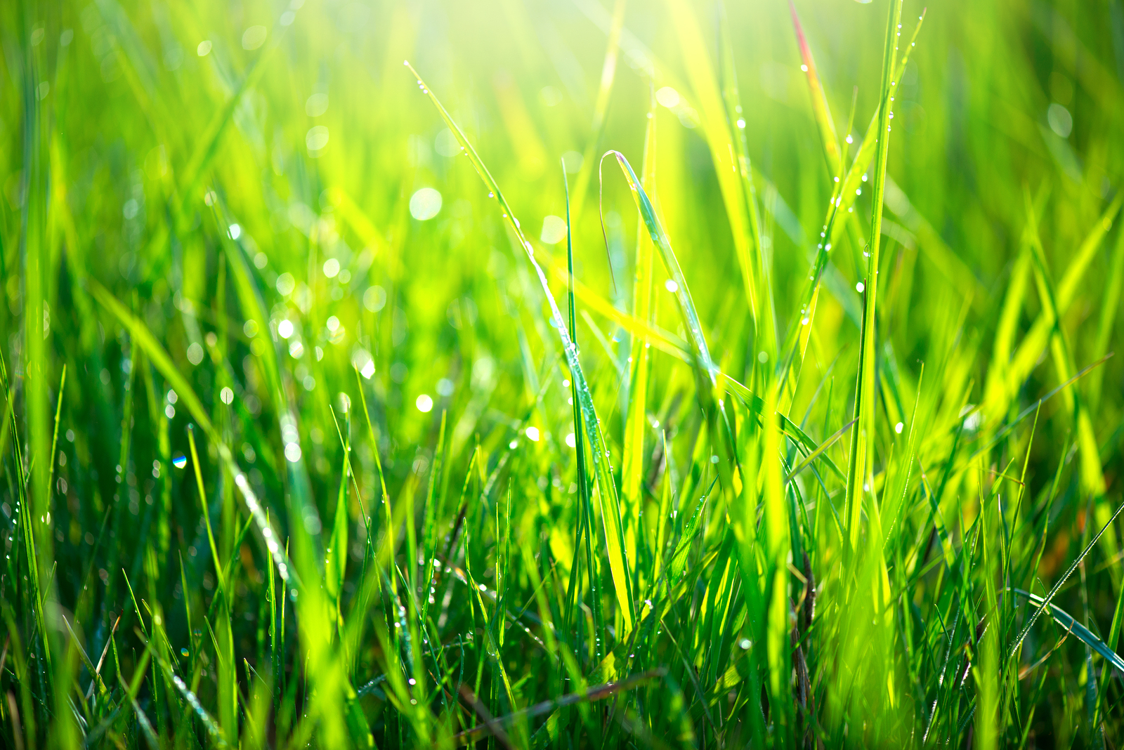 fresh green spring grass with dew drops background, closeup.