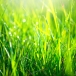 Grass texture. Fresh green spring grass with dew drops background, closeup. Sun. Soft Focus. Abstract Nature spring Background, springtime. Environment concept, lawn, Meadow grass