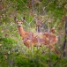 Roe deer in the forest hiding behind bushes