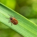 Close-up of tick filled with blood crawling on leaf of grass