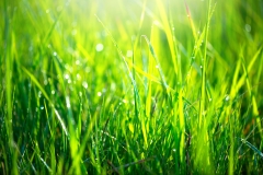 Grass texture. Fresh green spring grass with dew drops background, closeup. Sun. Soft Focus. Abstrac