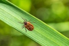 Tick Filled With Blood Crawling On Leaf Of Grass
