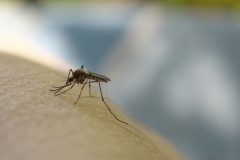 Close up of mosquito sucking blood on human skin Mosquito is carrier of Malaria/ Encephalitis/ Dengue/ Zika virus.