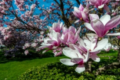 Magnolia Trees In May, Niagara Falls