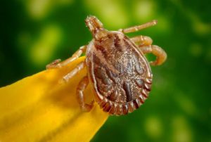 how to get rid of ticks pine plains ny