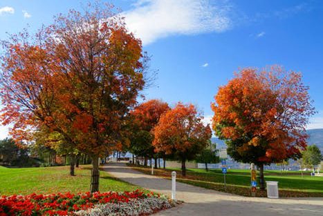 how to care for trees and shrubs hudson valley ny